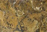 Polished Fossil Coral (Actinocyathus) - Morocco #85028-1